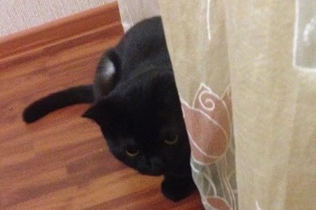 Монолог кота Мишки. Охота