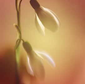 Мне недавно приснился...