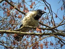 Вторая декада марта