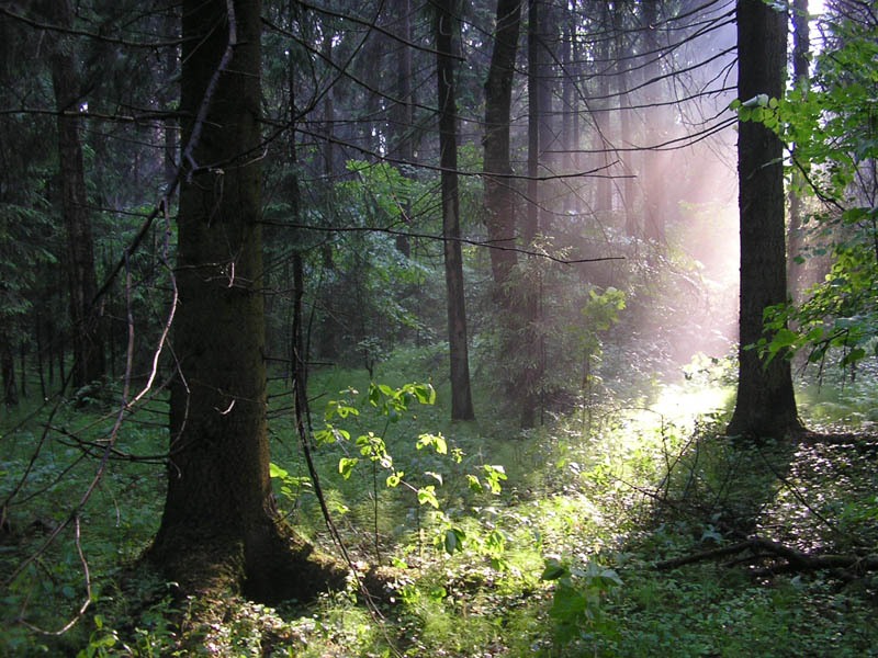 Живой звук леса. Летний лес. Леса шумят. Звуки леса. Лес звуки леса.