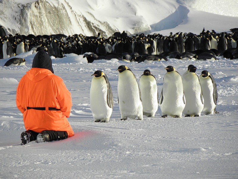 Поднимать пингвинов в антарктиде вакансии. Переворачиватель пингвинов профессия. Антарктида переворачиватель пингвинов. ПОДНИМАТЕЛЬ пингвинов профессия. ПОДНИМАТЕЛЬ пингвинов в Антарктиде.
