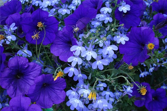 Букет для весны