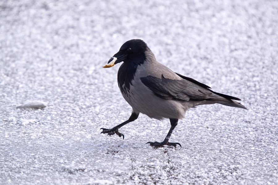 Февральская зарисовка