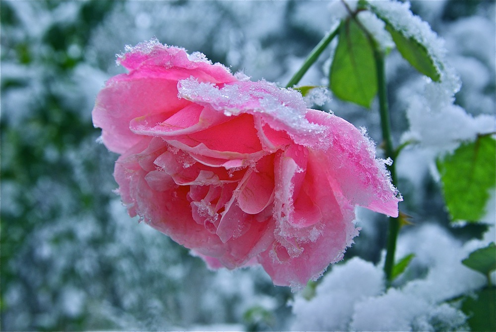 Роза в снегу