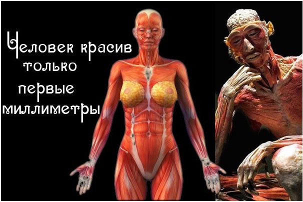 Почему человек красив
