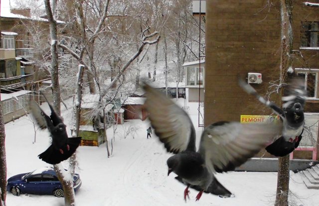 Утреннее... Соловей Заочник. Перевод