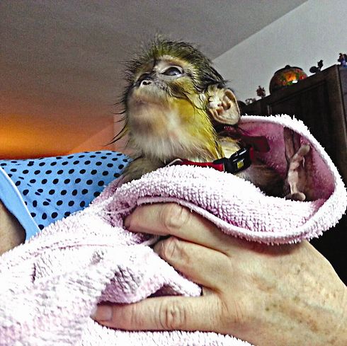 Коррупция в Израиле такая, как везде