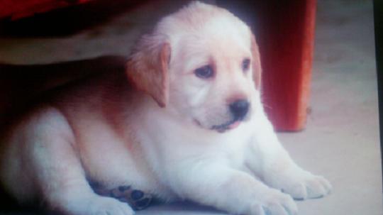 Подарите мне собаку