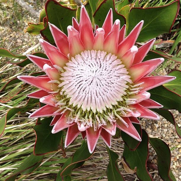 Любовь и красота!