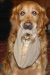 Шапочное знакомство