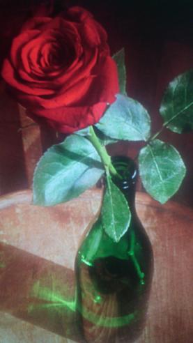 Роза красная цвела