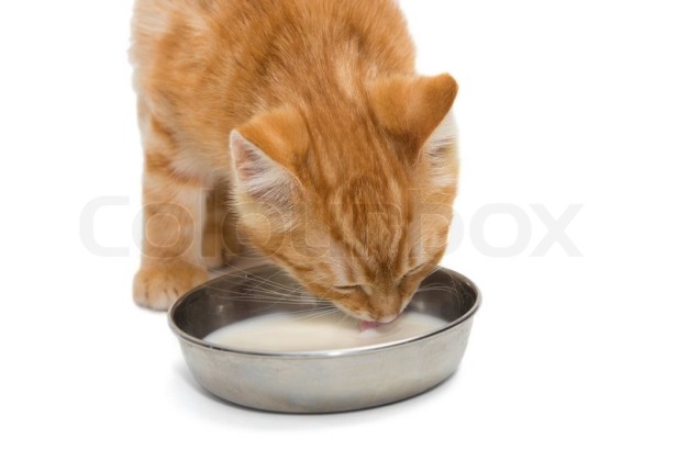 Говорящий рыжий кот
