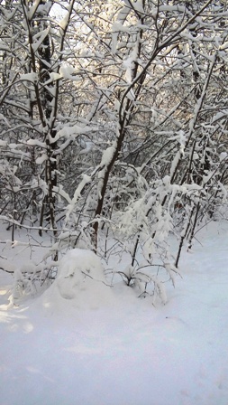 Зимним днём Алексею Валерьевичу Серебрякову