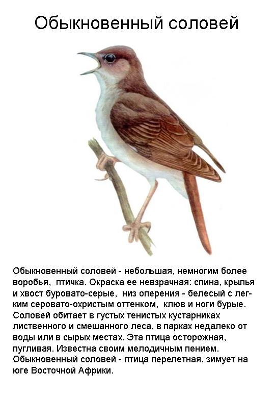 Самарские соловьи