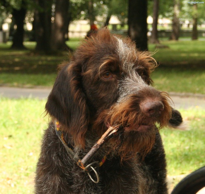 В нашем доме проснулась собака..