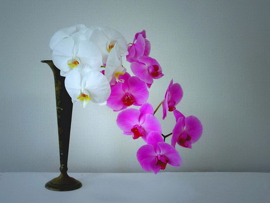 Как запоздалые цветы...