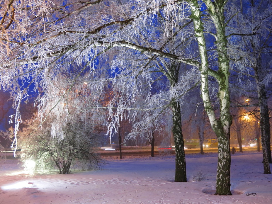Белые деревья. Тишина...