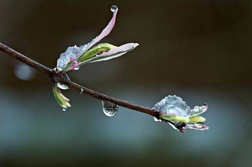 Поступь Весны...