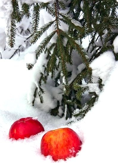 Яблоки на снегу... (Ирина Беларусова) / Стихи.ру