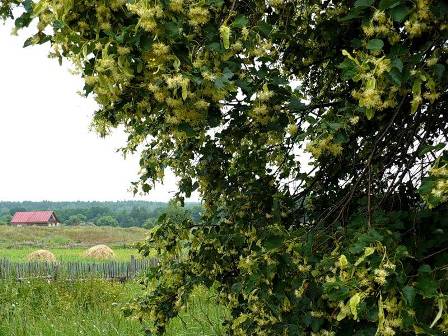 Утро русской красоты