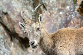 Рогатый козёл