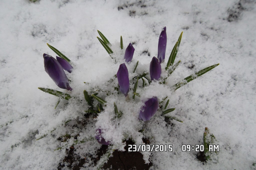 Я подснежники вижу во Сне (Ирина Товмосян) / Стихи.ру