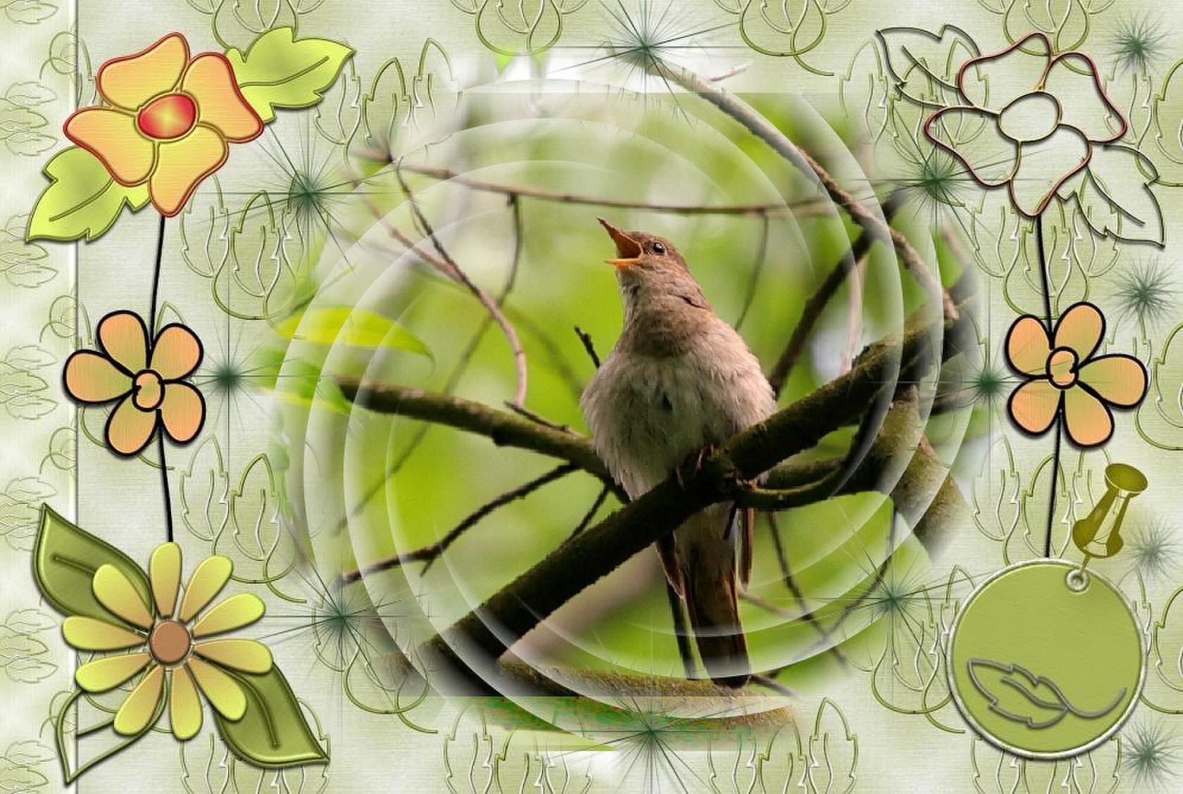 Тематика стихотворения песня соловья. Птицы поют. Весенние птицы поют. Птицы поют весной.
