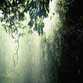 За завесой дождя