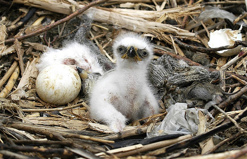 Ответ на Одинокая птица Шрайб Ман