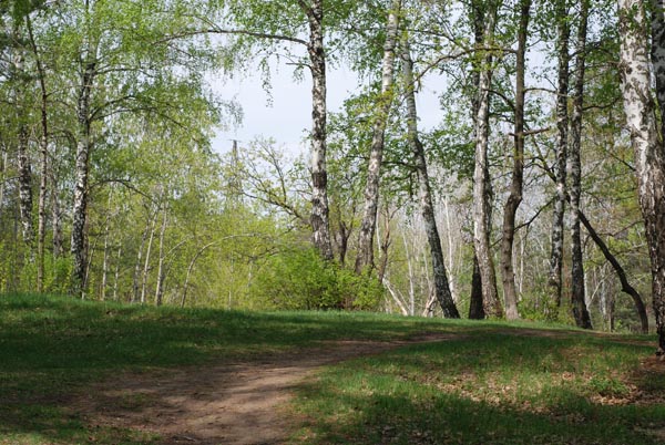 Лесные тропинки