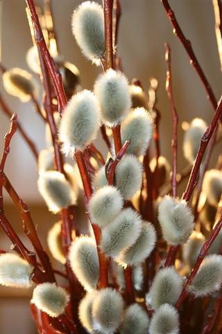 За котиками... Из Людмилы Юферовой