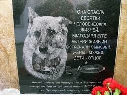 Собаки на войне
