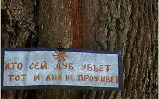 Дуб и короед