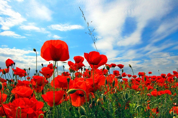 Красные маки