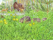 Про ежей - для детей