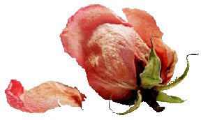 На окне цветов гербарий