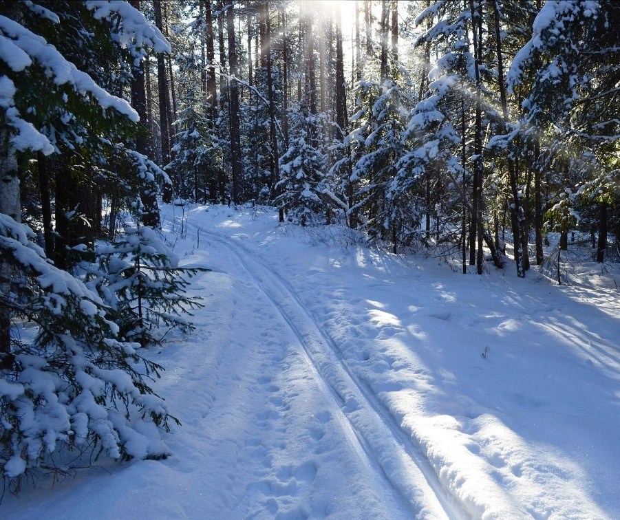 Куда зовёшь, февральская лыжня?