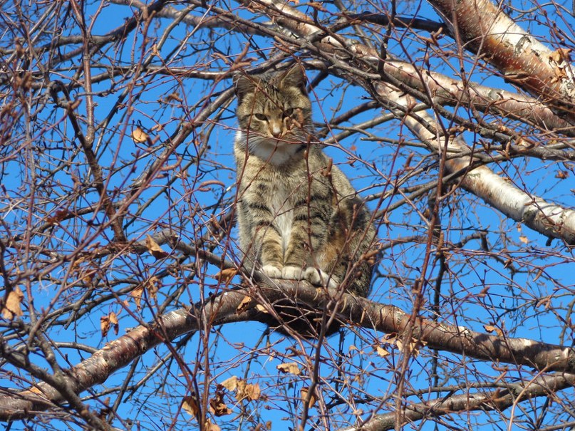 Рифмоплетье ранневесеннее
