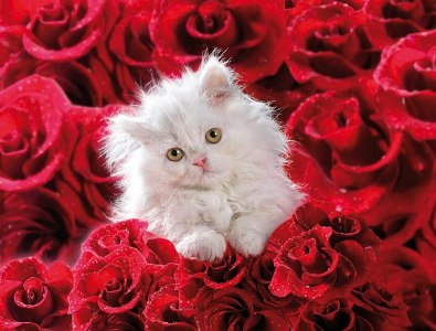 Поздравление кота