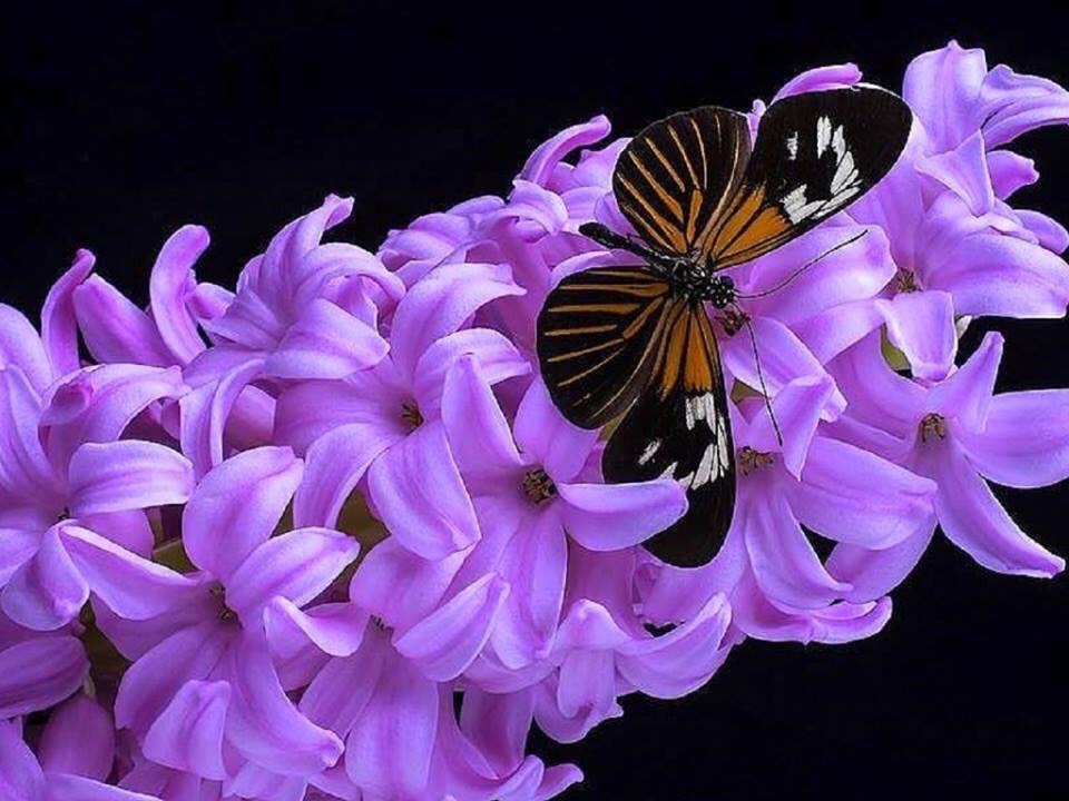 Памяти-грусть