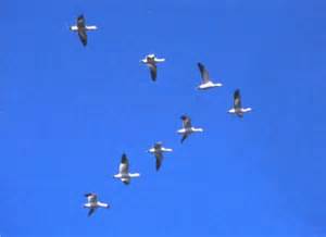 Каждый раз возвращаются птицы