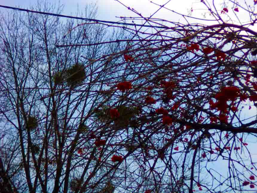 Гоу! Вау! Кардана