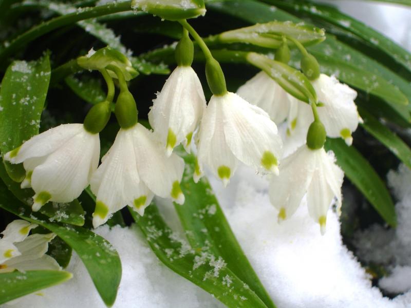 Оттепель (Ирина Ерусалимская) / Стихи.ру