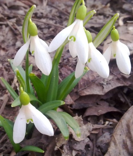 Весна надежд