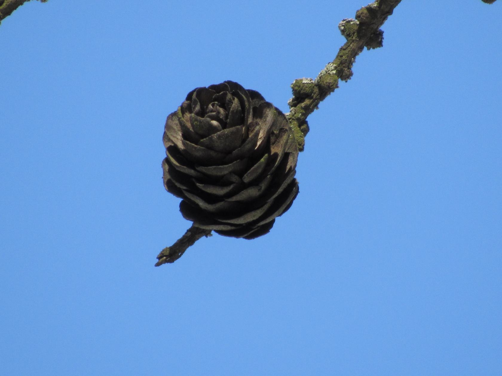 Весёлая шишка