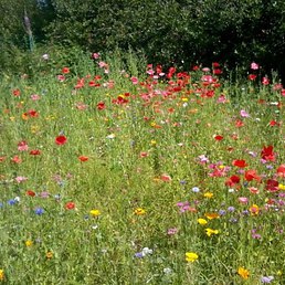 Красотой цветочной ворожит лужок