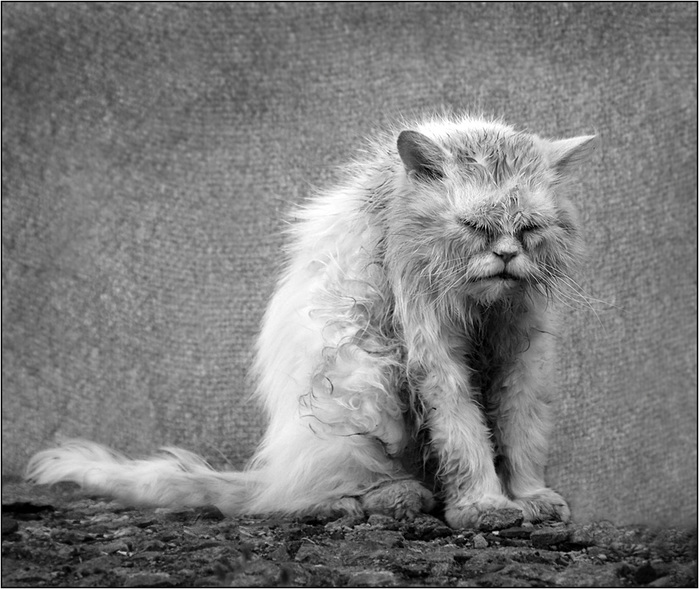 Ночной гость