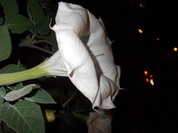 Отсвистит соловьями лето