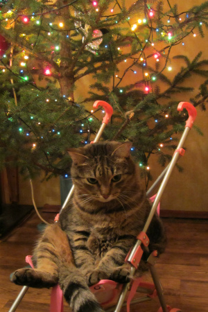 Посвящение коту