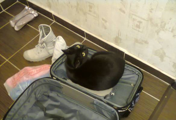 Из жизни одного Кота